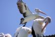 Pelican over Forster