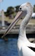 Australian Pelican