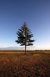 Pine tree against a deep blue sky