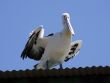 Australian Pelican