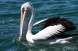 Australian Pelican