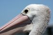 Australian Pelican