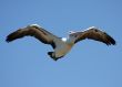 Pelican over Forster