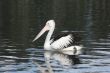 Pelican over Forster