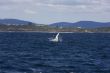  Humpback whale breaching in Australia