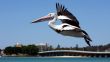 Pelican over Forster