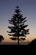 Pine tree against a deep blue sky