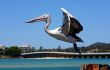 Pelican over Forster