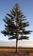 Pine tree against a deep blue sky