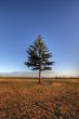 Pine tree against a deep blue sky