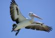 Pelican over Forster