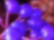 Purple balls abstract