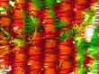 Aquarium abstract