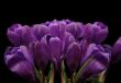 spring violet crocuses