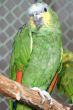 Parrot