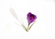 crocus