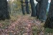 Footpath in an autumn wood