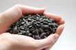 Sunflower seeds in hands