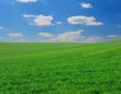 Field