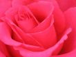 Pink Rose