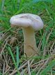 Little Mushroom
