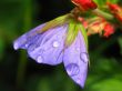 Purple Bloom