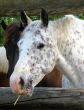 Horse Head