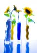 Helianthus