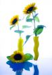 Helianthus