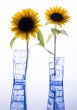Helianthus
