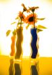 Helianthus