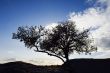 Silhouette tree