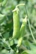 pea pod