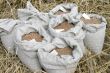 wheat crop