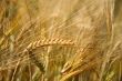 Golden wheat