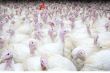 group of turkeys