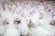 group of turkeys