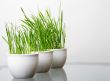 green grass in the white pots