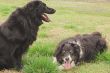 Border Collie and Black Lab