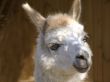 Llama