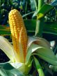 Maize