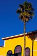 House and a palm tree - southern scene