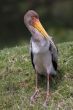 Baby yellow billed stork