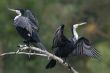 Cormorants are drying their wings