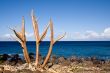 Bare tree limbs by the ocean