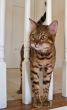 Bengal Cat on stairs