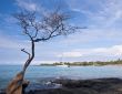 Hawaiian Bay with Tree and Boat