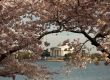 Jefferson Memorial framed by Cherry Blossom