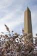 Washington Monument underpinned with Cherry Blossoms