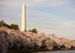 Washington Monument with cherry blossom